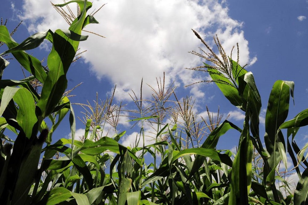 Column: Desafíos para un desarrollo rural&nbsp;exitoso